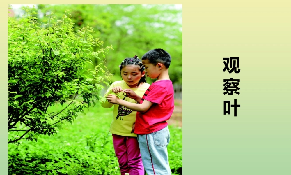一年级科学上册 第1单元 植物 1.3《观察叶》课件 教科版-教科版小学一年级上册自然科学课件
