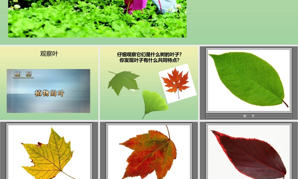 一年级科学上册 第1单元 植物 1.3《观察叶》课件 教科版-教科版小学一年级上册自然科学课件