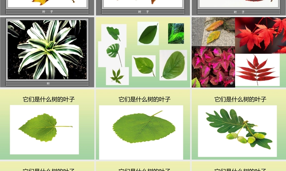 一年级科学上册 第1单元 植物 1.3《观察叶》课件 教科版-教科版小学一年级上册自然科学课件