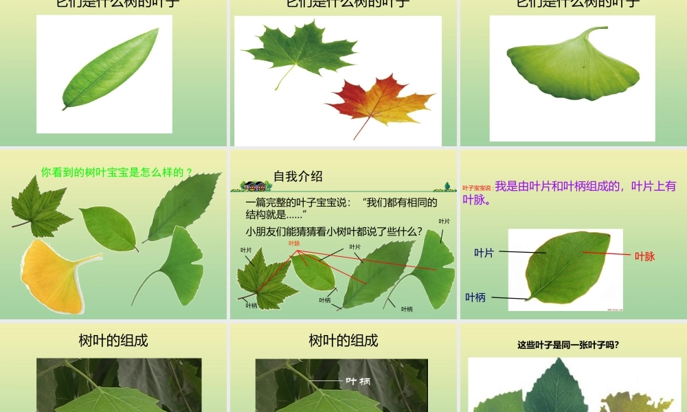 一年级科学上册 第1单元 植物 1.3《观察叶》课件 教科版-教科版小学一年级上册自然科学课件