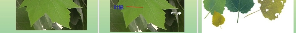 一年级科学上册 第1单元 植物 1.3《观察叶》课件 教科版-教科版小学一年级上册自然科学课件