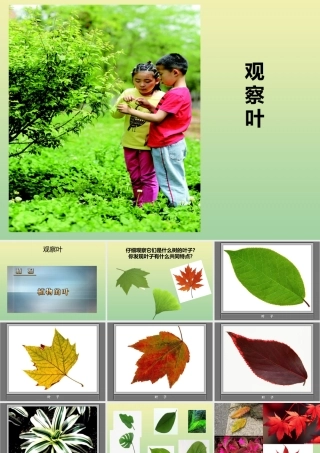 一年级科学上册 第1单元 植物 1.3《观察叶》课件 教科版-教科版小学一年级上册自然科学课件