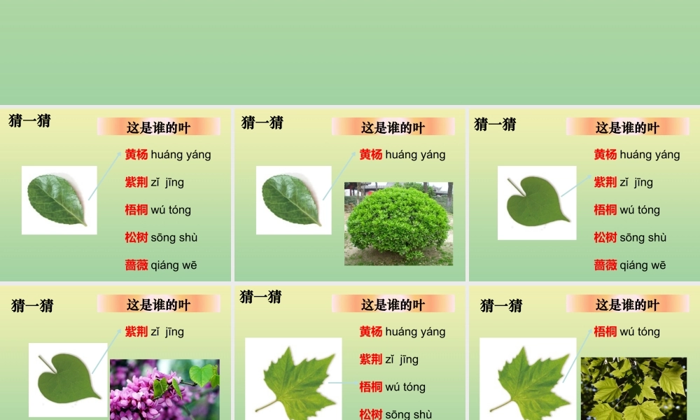 一年级科学上册 第1单元 植物 1.4 这是谁的叶课件 教科版-教科版小学一年级上册自然科学课件