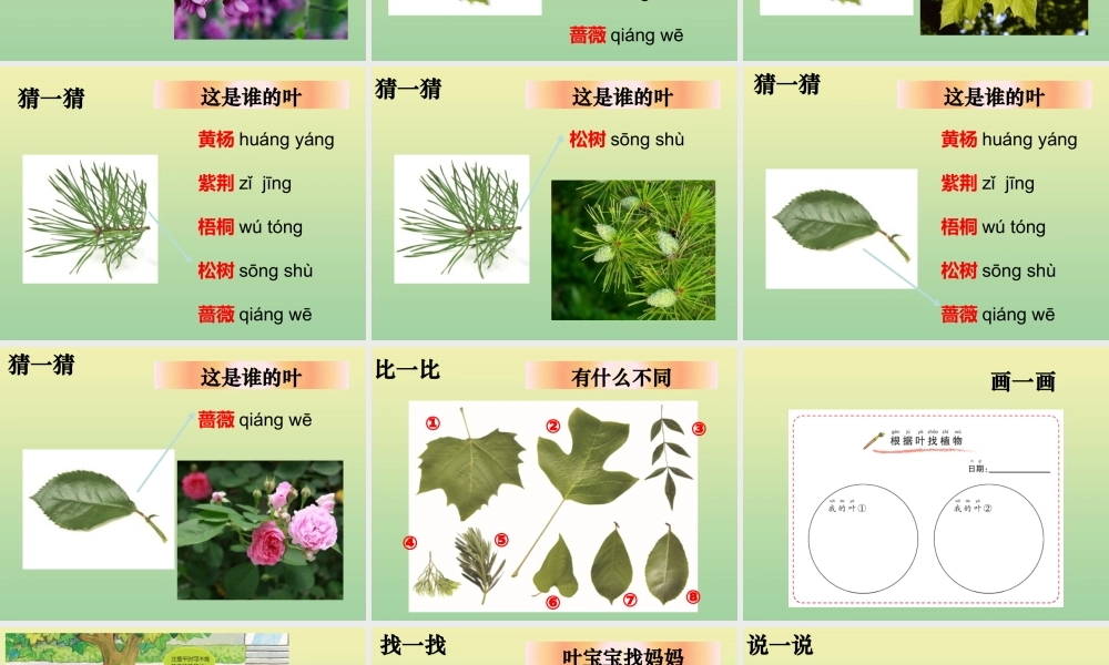 一年级科学上册 第1单元 植物 1.4 这是谁的叶课件 教科版-教科版小学一年级上册自然科学课件