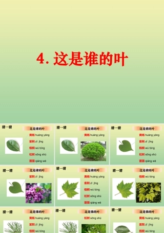 一年级科学上册 第1单元 植物 1.4 这是谁的叶课件 教科版-教科版小学一年级上册自然科学课件