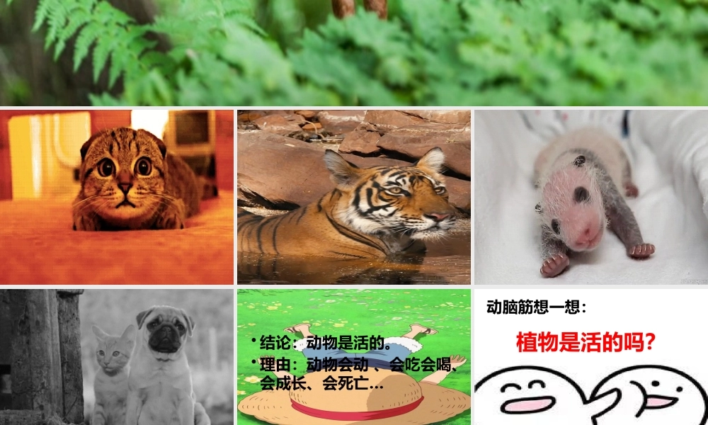 一年级科学上册 第1单元 植物 1.5《植物是“活”的吗》课件 教科版-教科版小学一年级上册自然科学课件