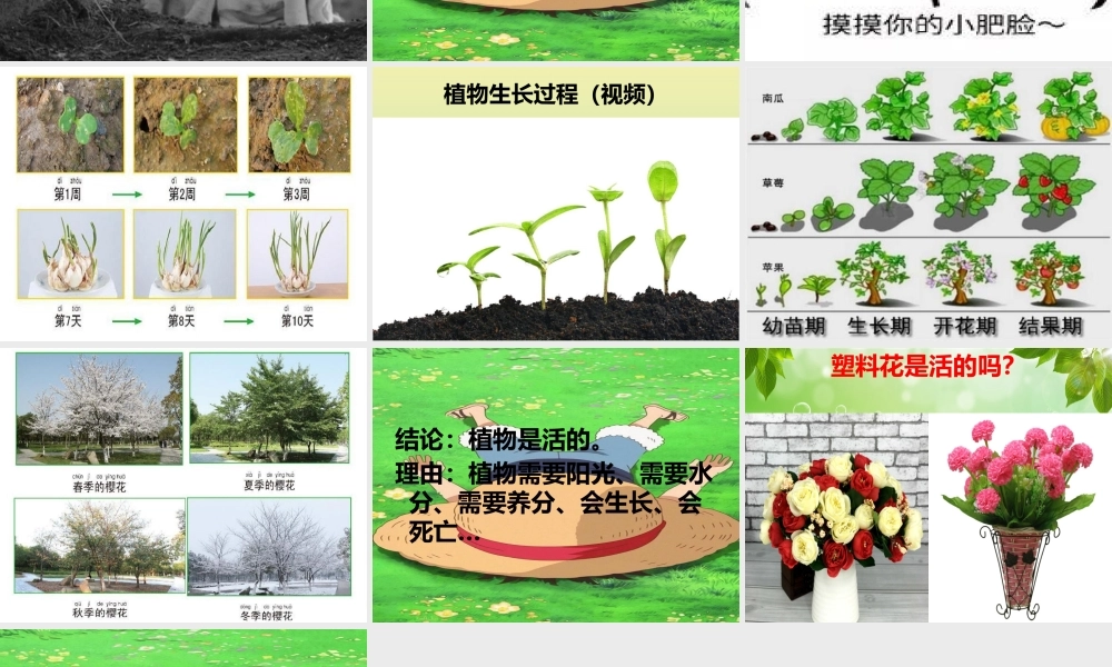 一年级科学上册 第1单元 植物 1.5《植物是“活”的吗》课件 教科版-教科版小学一年级上册自然科学课件
