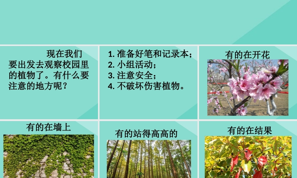 一年级科学上册 第1单元 植物 1.6《校园里的植物》课件 教科版-教科版小学一年级上册自然科学课件