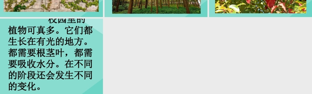 一年级科学上册 第1单元 植物 1.6《校园里的植物》课件 教科版-教科版小学一年级上册自然科学课件