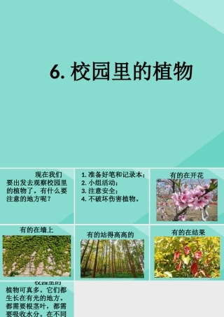 一年级科学上册 第1单元 植物 1.6《校园里的植物》课件 教科版-教科版小学一年级上册自然科学课件