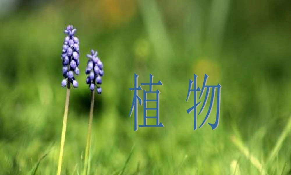 一年级科学上册 第1单元 植物 1《我们知道的植物》课件 教科版-教科版小学一年级上册自然科学课件