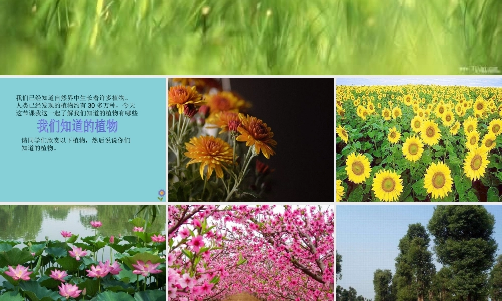 一年级科学上册 第1单元 植物 1《我们知道的植物》课件 教科版-教科版小学一年级上册自然科学课件