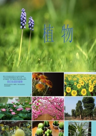 一年级科学上册 第1单元 植物 1《我们知道的植物》课件 教科版-教科版小学一年级上册自然科学课件