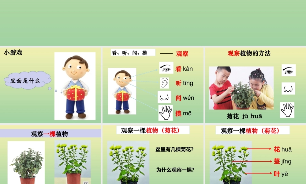 一年级科学上册 第1单元 植物 2《观察一棵植物》课件1 教科版-教科版小学一年级上册自然科学课件