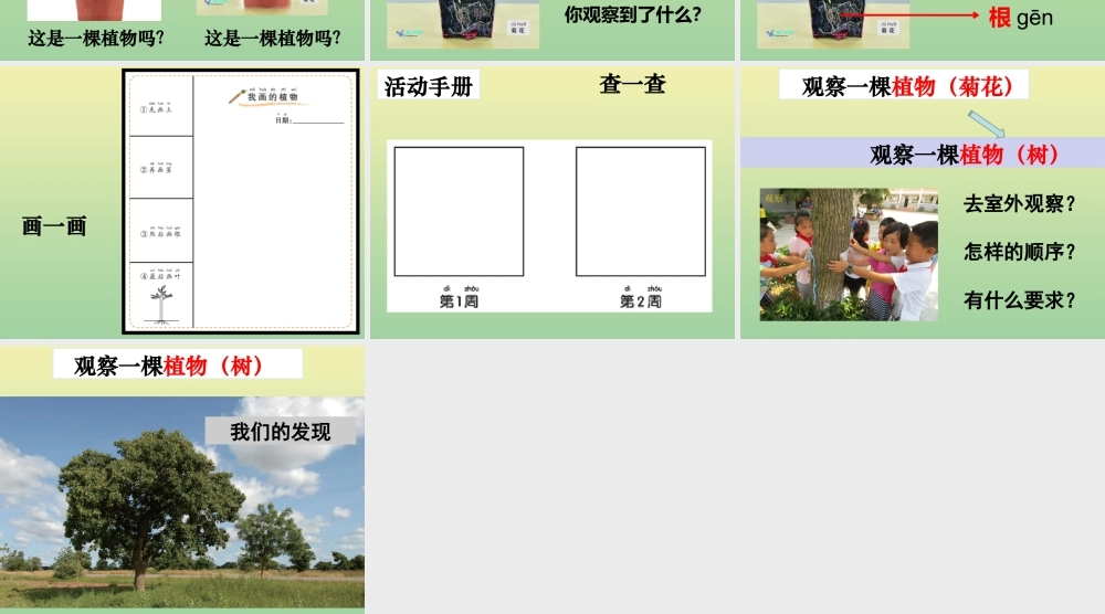 一年级科学上册 第1单元 植物 2《观察一棵植物》课件1 教科版-教科版小学一年级上册自然科学课件