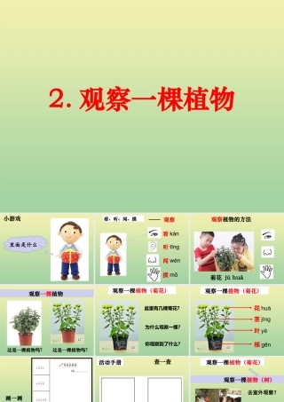 一年级科学上册 第1单元 植物 2《观察一棵植物》课件1 教科版-教科版小学一年级上册自然科学课件