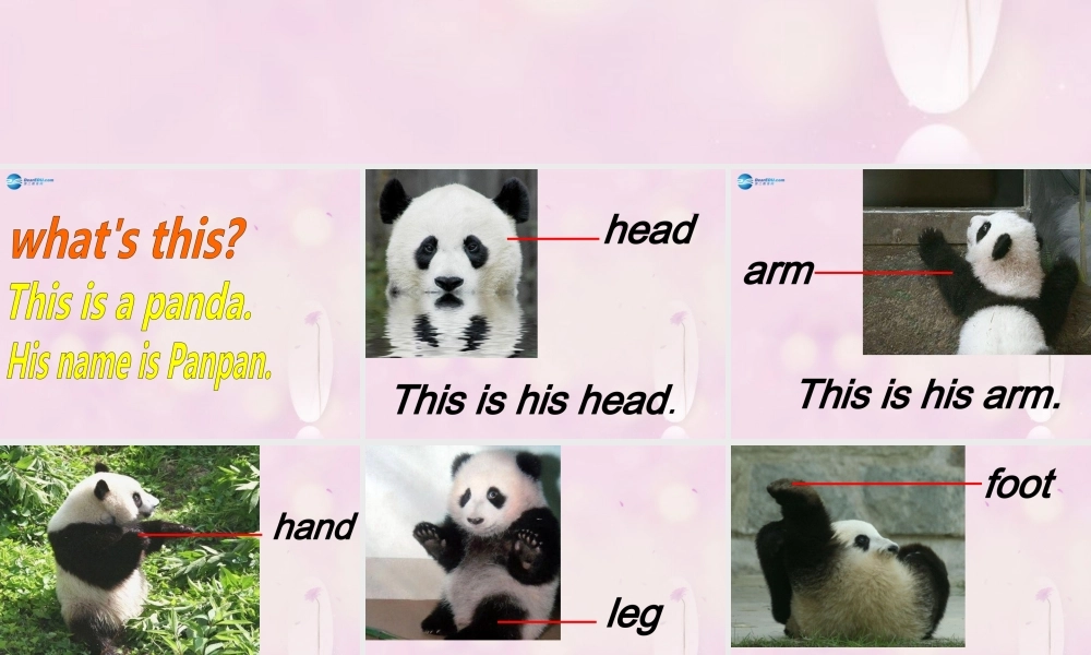 2014秋三年级英语上册 Module 10 Unit 1 This is his head课件1 外研版（一起）