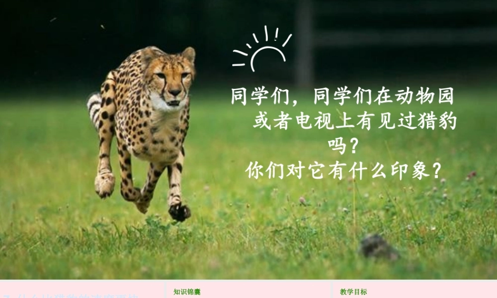 2019秋五年级语文上册 第二单元 7《什么比猎豹的速度更快》课件