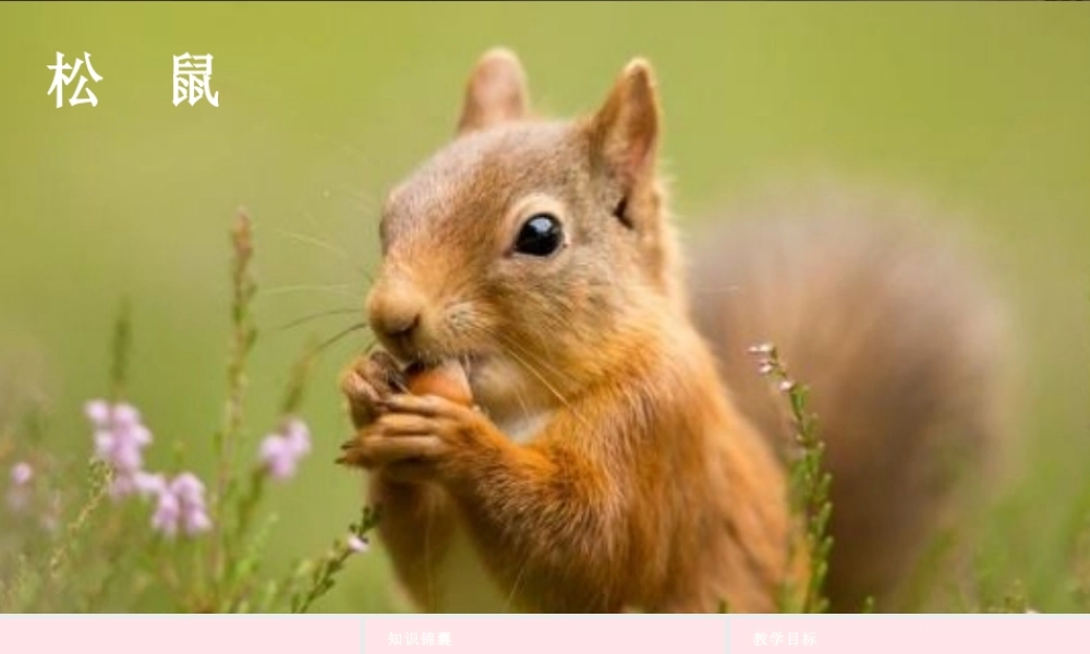 2019秋五年级语文上册 第五单元 17《松鼠》课件