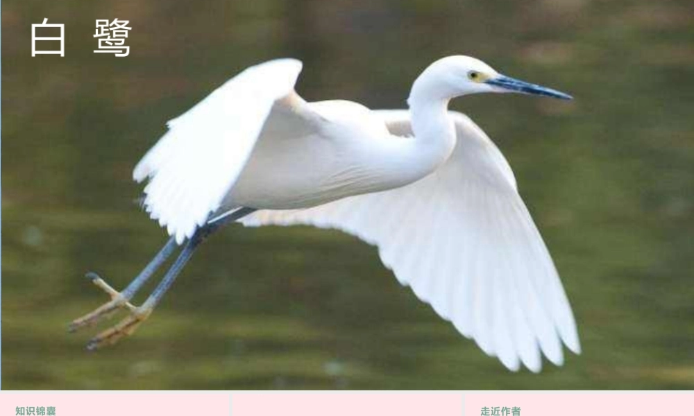 2019秋五年级语文上册 第一单元 1《白鹭》课件