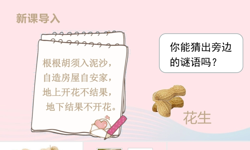 2019秋五年级语文上册 第一单元 2《落花生》课件