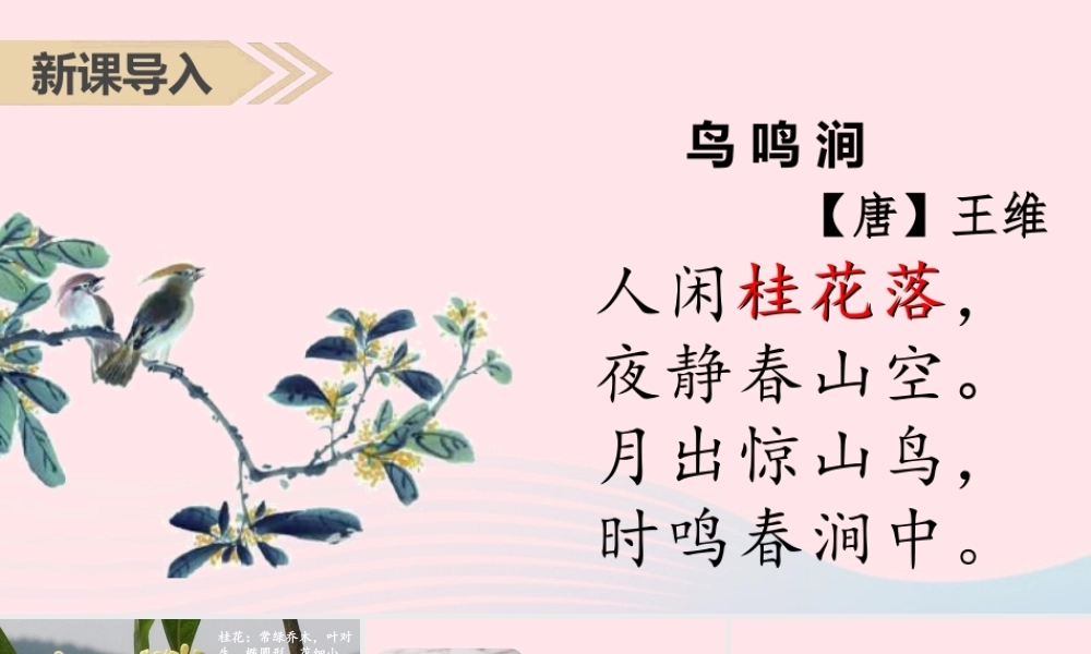 2019秋五年级语文上册 第一单元 3《桂花雨》课件