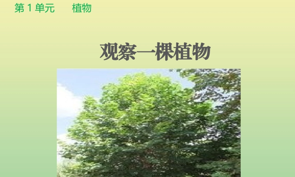 一年级科学上册 第1单元 植物 2《观察一棵植物》课件2 教科版-教科级上册自然科学课件