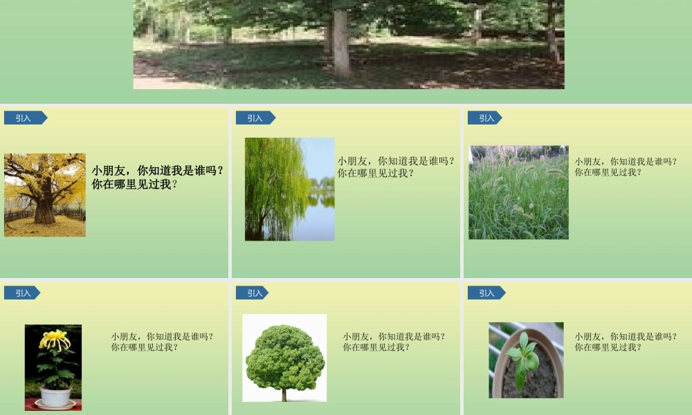 一年级科学上册 第1单元 植物 2《观察一棵植物》课件2 教科版-教科级上册自然科学课件