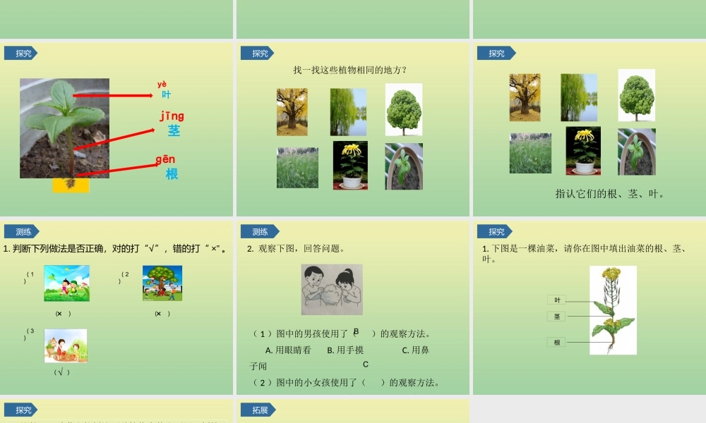 一年级科学上册 第1单元 植物 2《观察一棵植物》课件2 教科版-教科级上册自然科学课件