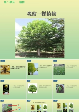 一年级科学上册 第1单元 植物 2《观察一棵植物》课件2 教科版-教科级上册自然科学课件