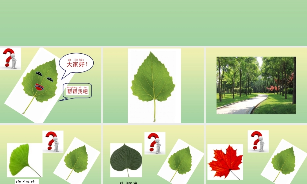 一年级科学上册 第1单元 植物 3《观察叶》课件 教科版-教科版小学一年级上册自然科学课件