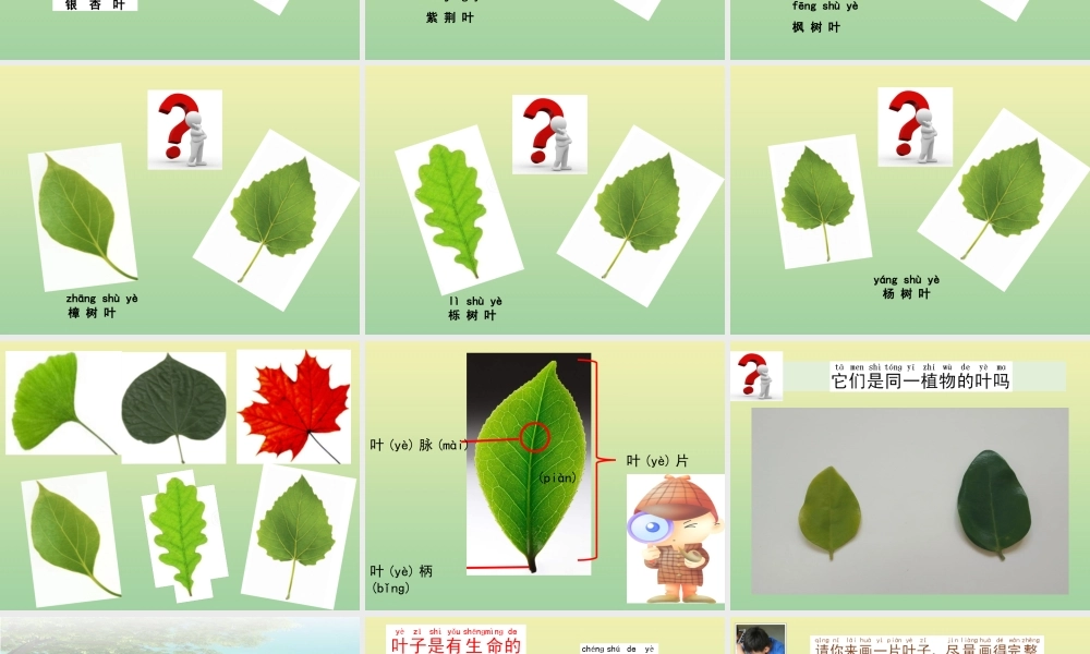 一年级科学上册 第1单元 植物 3《观察叶》课件 教科版-教科版小学一年级上册自然科学课件