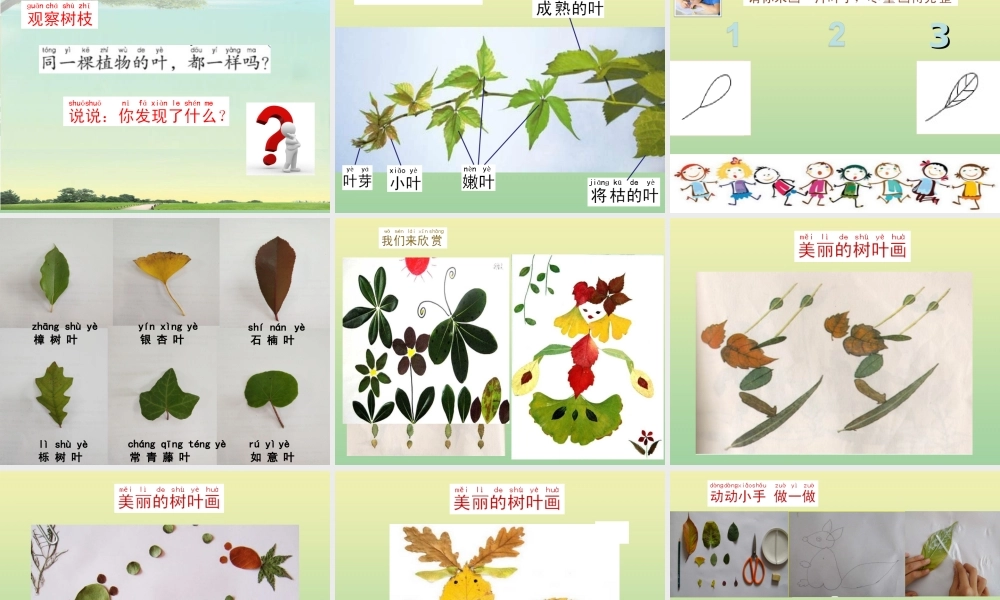 一年级科学上册 第1单元 植物 3《观察叶》课件 教科版-教科版小学一年级上册自然科学课件