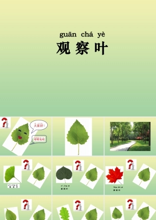 一年级科学上册 第1单元 植物 3《观察叶》课件 教科版-教科版小学一年级上册自然科学课件