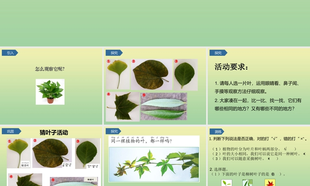 一年级科学上册 第1单元 植物 3《观察叶》课件 教科版-教科级上册自然科学课件