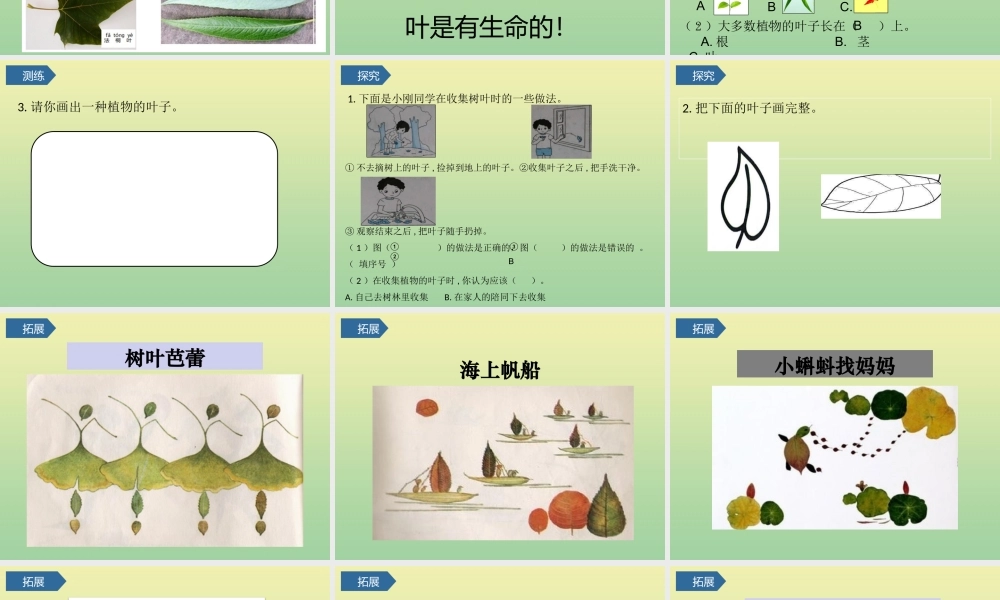 一年级科学上册 第1单元 植物 3《观察叶》课件 教科版-教科级上册自然科学课件
