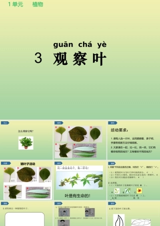 一年级科学上册 第1单元 植物 3《观察叶》课件 教科版-教科级上册自然科学课件