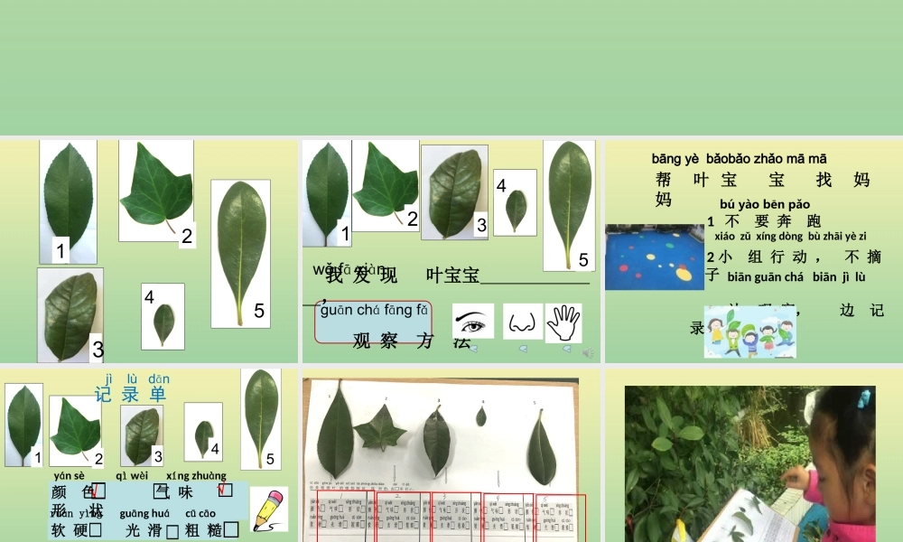 一年级科学上册 第1单元 植物 4《这是谁的叶》课件 教科版-教科版小学一年级上册自然科学课件