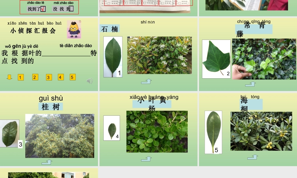 一年级科学上册 第1单元 植物 4《这是谁的叶》课件 教科版-教科版小学一年级上册自然科学课件