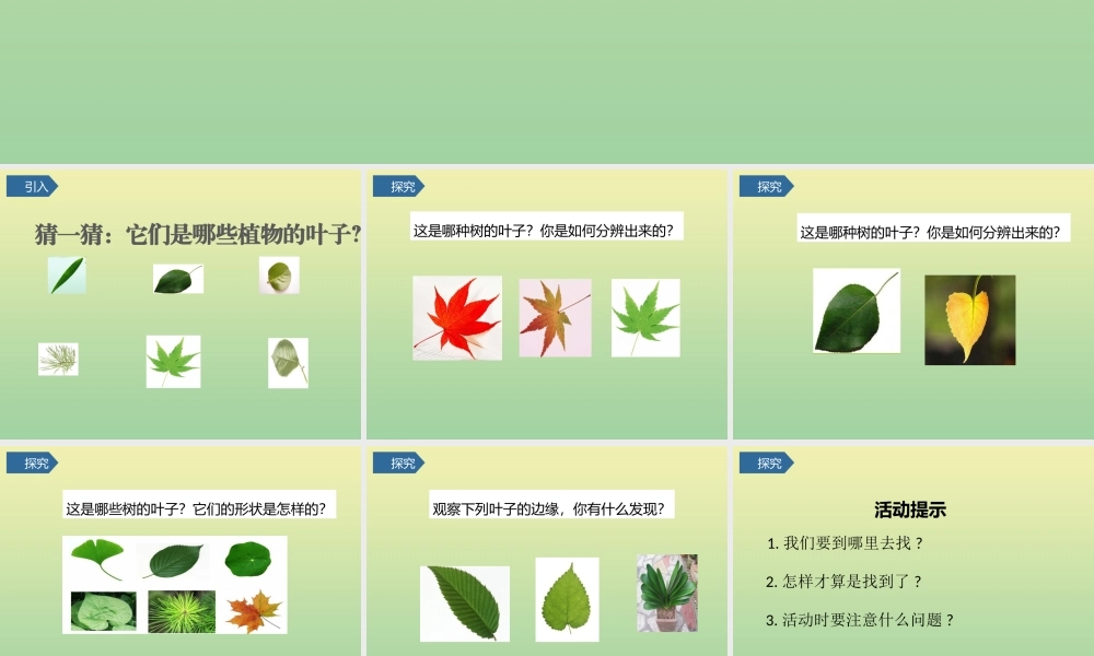 一年级科学上册 第1单元 植物 4《这是谁的叶》课件 教科版-教科级上册自然科学课件