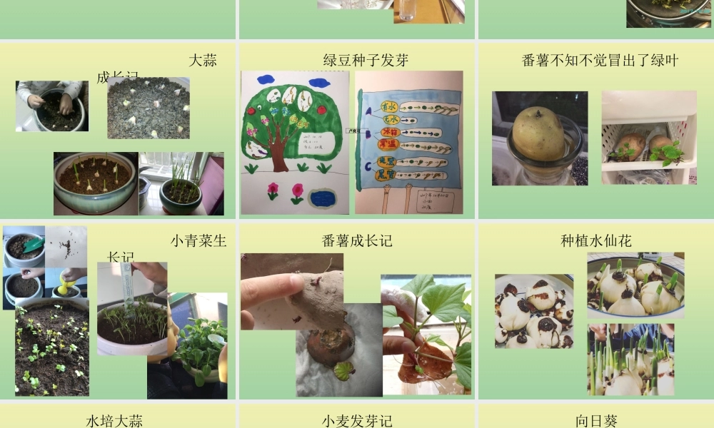 一年级科学上册 第1单元 植物 5《植物是“活”的吗》课件 教科版-教科版小学一年级上册自然科学课件