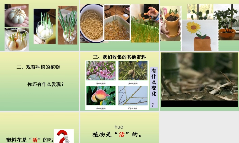一年级科学上册 第1单元 植物 5《植物是“活”的吗》课件 教科版-教科版小学一年级上册自然科学课件