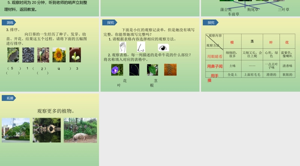 一年级科学上册 第1单元 植物 6《校园里的植物》课件 教科版-教科级上册自然科学课件