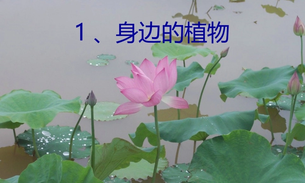 一年级科学上册 第4课 身边的植物课件 冀教版-冀教版小学一年级上册自然科学课件