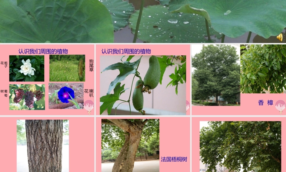 一年级科学上册 第4课 身边的植物课件 冀教版-冀教版小学一年级上册自然科学课件