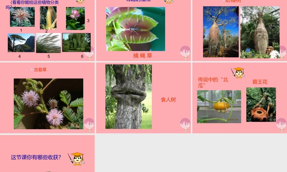 一年级科学上册 第4课 身边的植物课件 冀教版-冀教版小学一年级上册自然科学课件