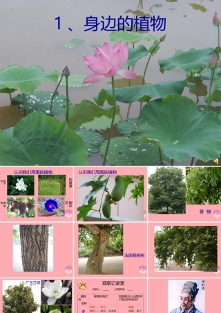 一年级科学上册 第4课 身边的植物课件 冀教版-冀教版小学一年级上册自然科学课件