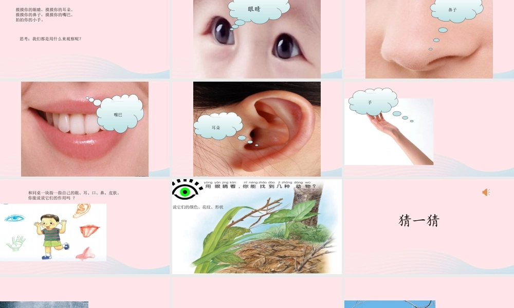 一年级科学上册 第4课《认识感官》课件（1） 苏教版-苏教版小学一年级上册自然科学课件