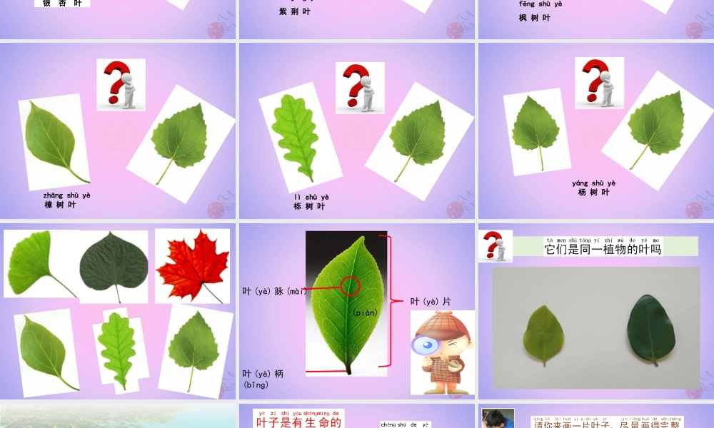 一年级科学上册 植物 1.3 观察叶课件 教科版-教科版小学一年级上册自然科学课件