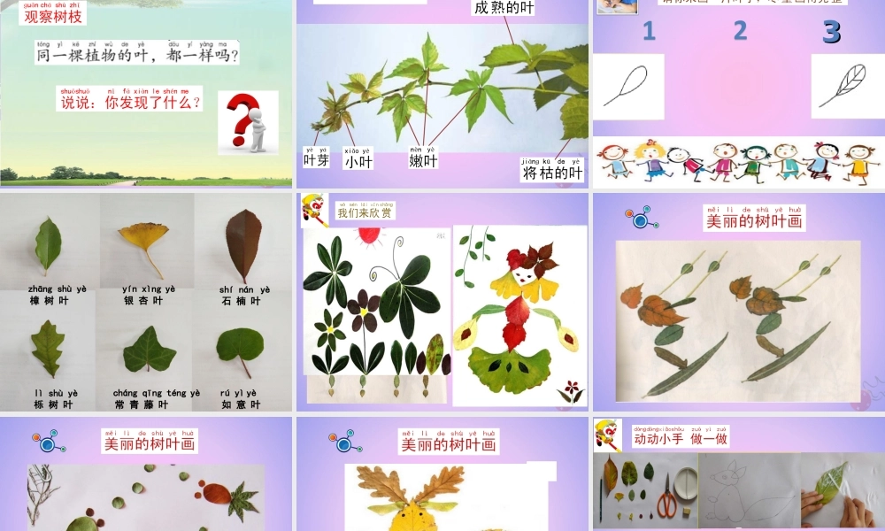 一年级科学上册 植物 1.3 观察叶课件 教科版-教科版小学一年级上册自然科学课件